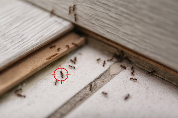 Best Flea Control Services  in Lakemont, PA