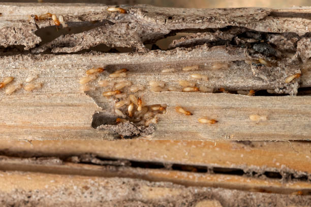 Flea Control Services in Lakemont, PA